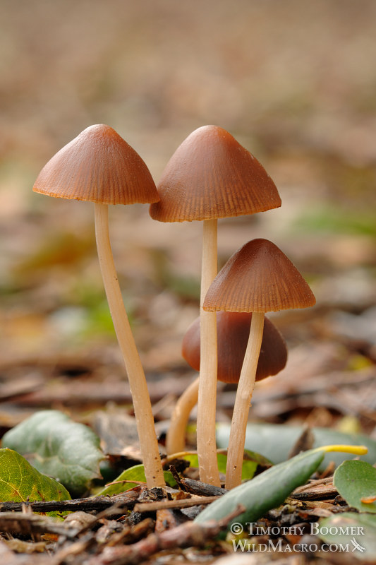 Psathyrella gracilis mushrooms.  Yolo county, CA. Stock Photo ID=FUN0120