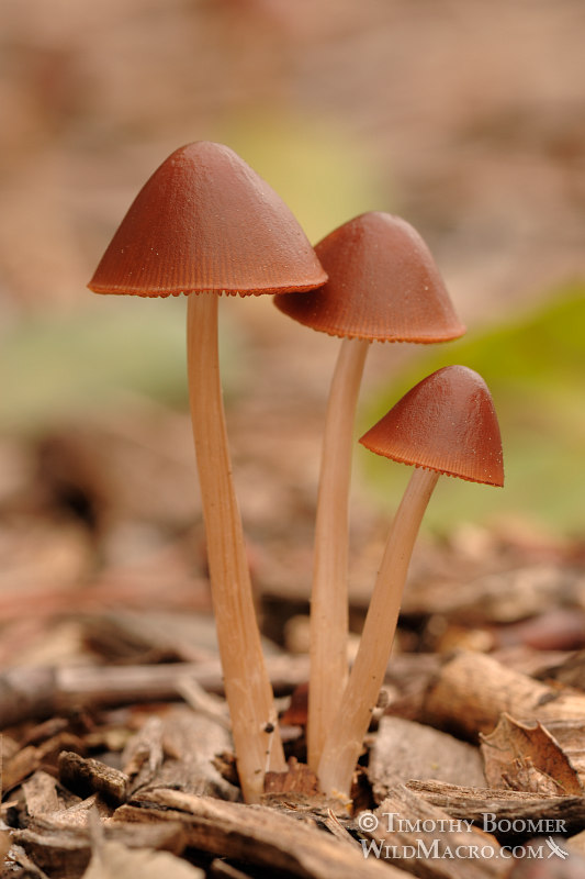 Psathyrella gracilis mushrooms.  Yolo county, CA. Stock Photo ID=FUN0141