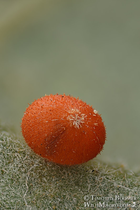 California jumping gall wasp (Neuroterus saltatorius), highly detailed close-up of a single gall on valley oak (Quercus lobata). Solano county, California, USA. Stock Photo ID=GAL0104