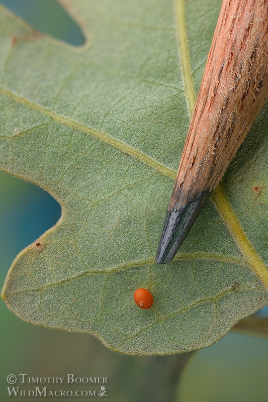 California jumping gall wasp (Neuroterus saltatorius), gall shown with #2 pencil for scale. Solano county, California, USA. Stock Photo ID=GAL0105