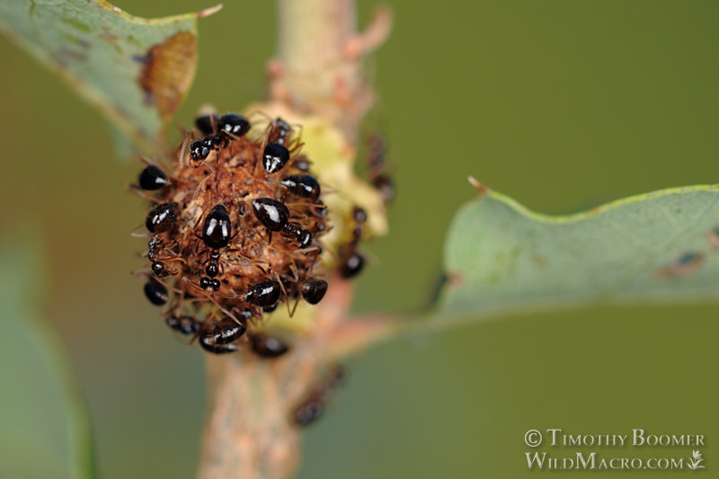 Clasping twig gall wasp (Disholcaspis prehensa).  Stebbins Cold Canyon Reserve, Solano County, California, USA. Stock Photo ID=GAL0033