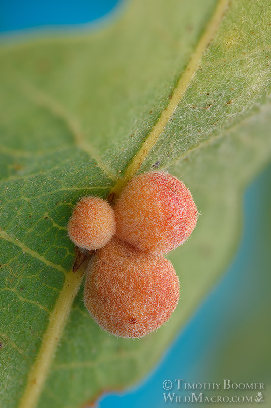 Clustered gall wasp (Andricus brunneus).  Vacaville, Solano County, California, USA. Stock Photo ID=GAL0115