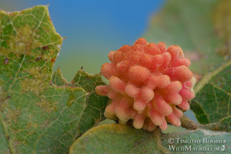 Coral gall wasp (Burnettweldia corallina), summer gall on blue oak (Quercus douglasii). Focus-stacked composite. Solano County, California, USA.  Stock Photo ID=GAL0070