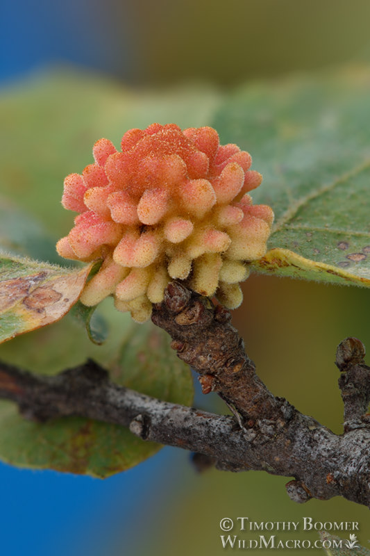 Coral gall wasp (Burnettweldia corallina).  Solano County, California, USA. Stock Photo ID=GAL0071
