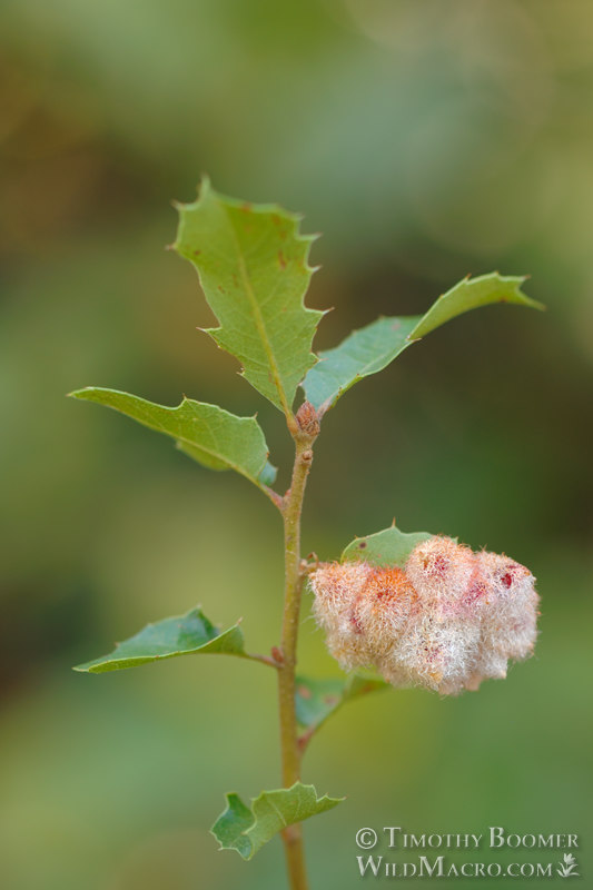 Crystalline gall wasp (Feron crystallinum) on California scrub oak (Quercus berberidifolia).  Stebbins Cold Canyon Reserve, Solano County, California, USA. Stock Photo ID=GAL0032