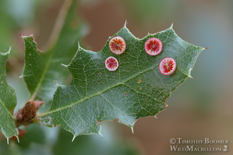 Disc gall wasp (Feron parmula) galls on California scrub oak.  Stebbins Cold Canyon Reserve, Solano County, California, USA. Stock Photo ID=GAL0064