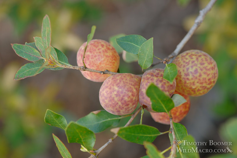 Golden oak apple gall wasp (Andricus vaccinifoliae) galls.  El Dorado County, CA. Stock Photo ID=GAL0041