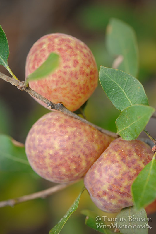Golden oak apple gall wasp (Andricus vaccinifoliae) galls.  El Dorado County, CA. Stock Photo ID=GAL0042