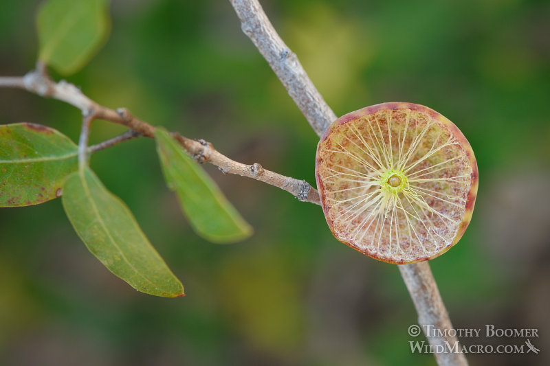 Golden oak apple gall wasp (Andricus vaccinifoliae) gall cross section.  El Dorado County, CA. Stock Photo ID=GAL0043