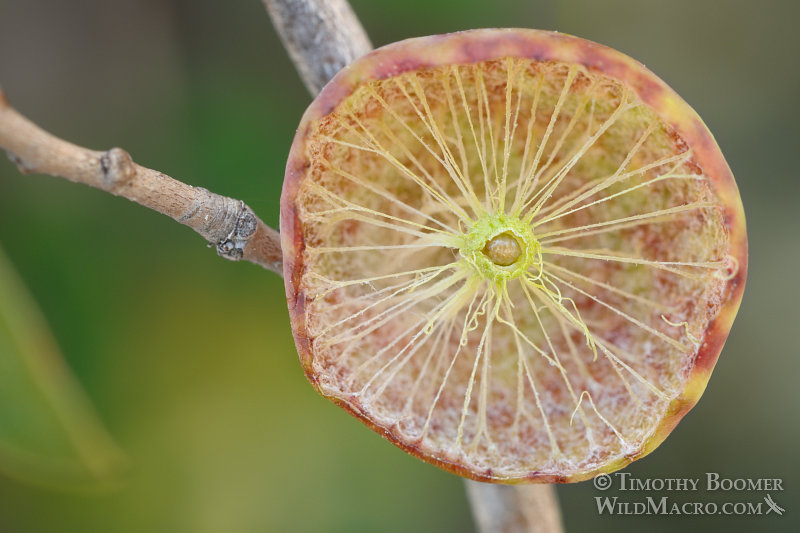 Golden oak apple gall wasp (Andricus vaccinifoliae) gall cross section.  El Dorado County, CA. Stock Photo ID=GAL0044