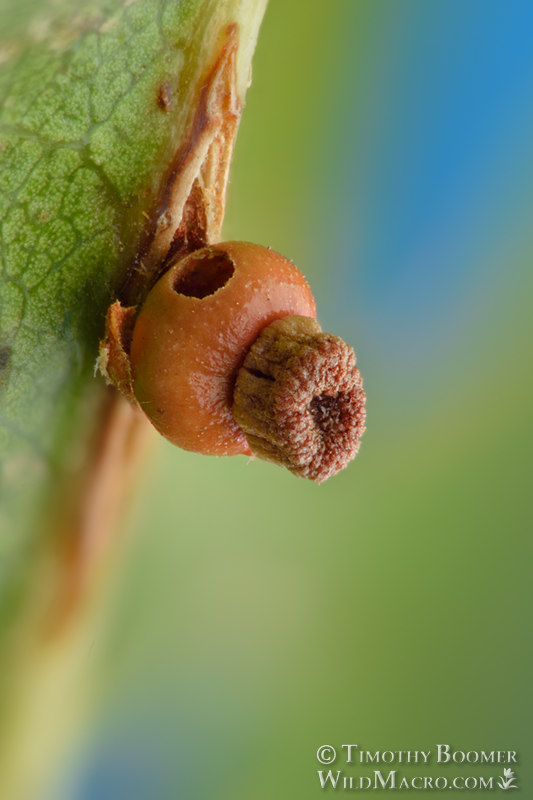 Kernel flower gall wasp (Callirhytis serricornis). Lake Berryessa, Napa County, California, USA.  Stock Photo ID=GAL0073