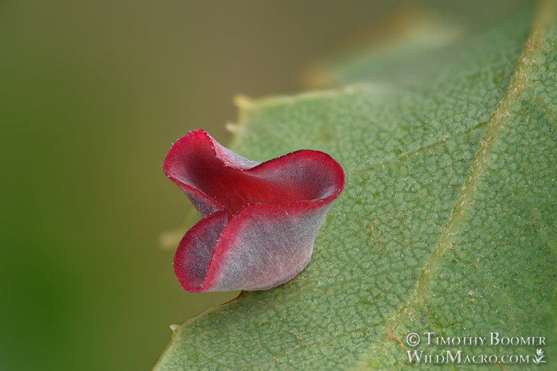 Pink bow tie gall wasp (Feron izabellae), gall on California scrub oak (Quercus berberidifolia). Stebbins Cold Canyon Reserve, Solano County, California, USA.  Stock Photo ID=GAL0077