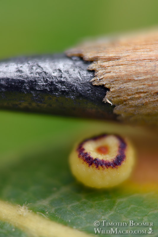 Pumpkin gall wasp (Dryocosmus minusculus).  Lake Berryessa, Napa county, California, USA. Stock Photo ID=GAL0074scale