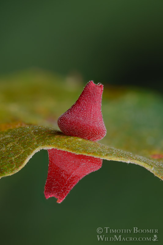 Red cone gall wasp (Feron kingi) gall on valley oak (Quercus lobata).  Vacaville, Solano County, County, California, USA. Stock Photo ID=GAL00058