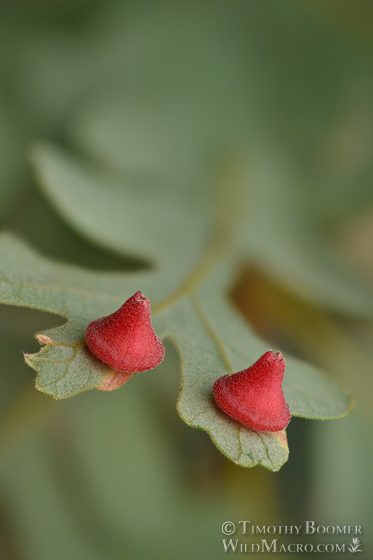 Red cone gall wasp (Feron kingi), galls on valley oak (Quercus lobata).  Vacaville, Solano County, County, California, USA. Stock Photo ID=GAL0096