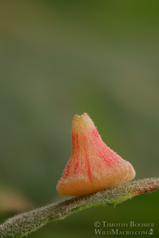 Red cone gall wasp (Feron kingi), gall on valley oak (Quercus lobata).  Vacaville, Solano County, County, California, USA. Stock Photo ID=GAL0097