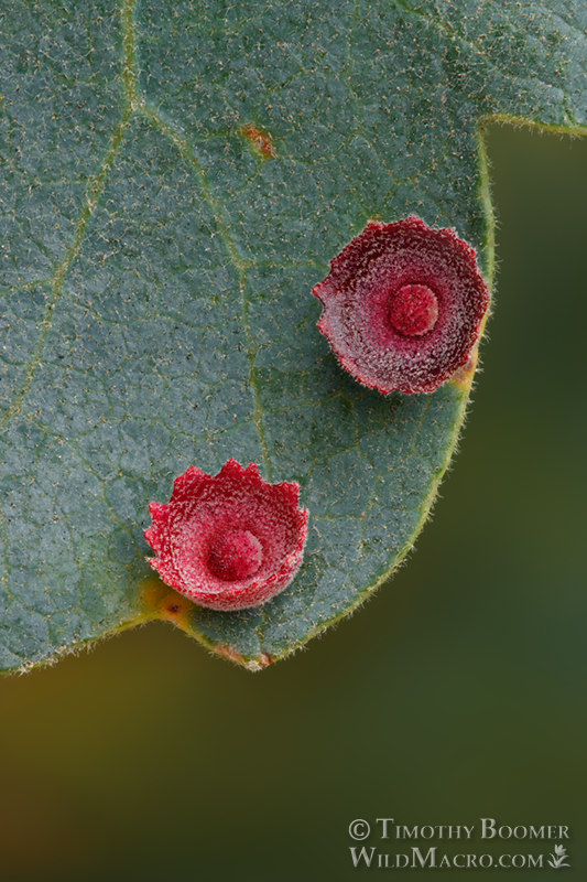 Galls induced by the saucer gall wasp (Feron gigas). Vacaville, Solano County, County, California, USA.  Stock Photo ID=GAL0055