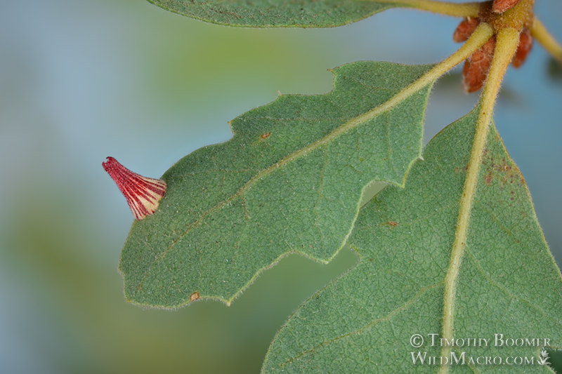 Striped volcano gall wasp (Feron atrimentum). Vacaville, Solano County, California, USA.  Stock Photo ID=GAL0056