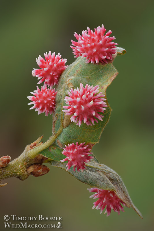 Urchin gall wasp (Cynips quercusechinus), cluster of galls on blue oak (Quercus douglasii). Focus-stacked for increased depth of field. Solano County, California, USA. Stock Photo ID=GAL0076