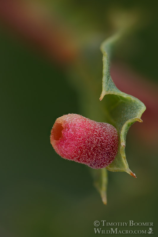 Urn gall wasp (Phylloteras cupella), leaf gall on California scrub oak (Quercus berberidifolia). Stebbins Cold Canyon Reserve, Solano County, California, USA.  Stock Photo ID=GAL0072