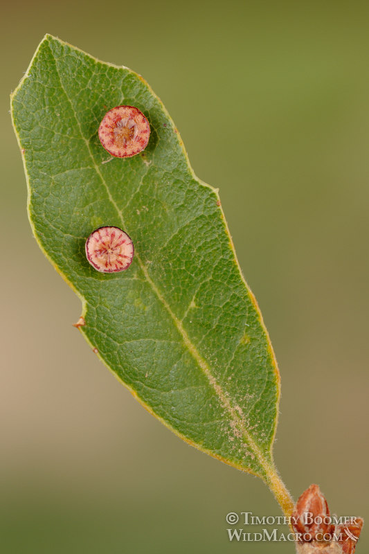 Disc gall wasp (Feron parmula) galls on California scrub oak.  Stebbins Cold Canyon Reserve, Solano County, California, USA. Stock Photo ID=GAL0019