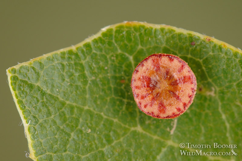 Disc gall wasp (Feron parmula) gall on California scrub oak.  Stebbins Cold Canyon Reserve, Solano County, California, USA. Stock Photo ID=GAL0020