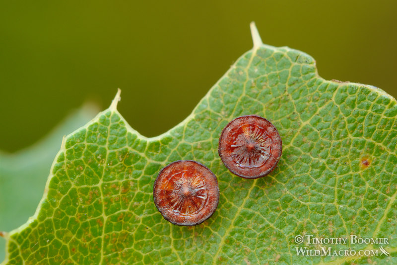 Disc gall wasp (Feron parmula) galls on California scrub oak.  Stebbins Cold Canyon Reserve, Solano County, California, USA. Stock Photo ID=GAL0030