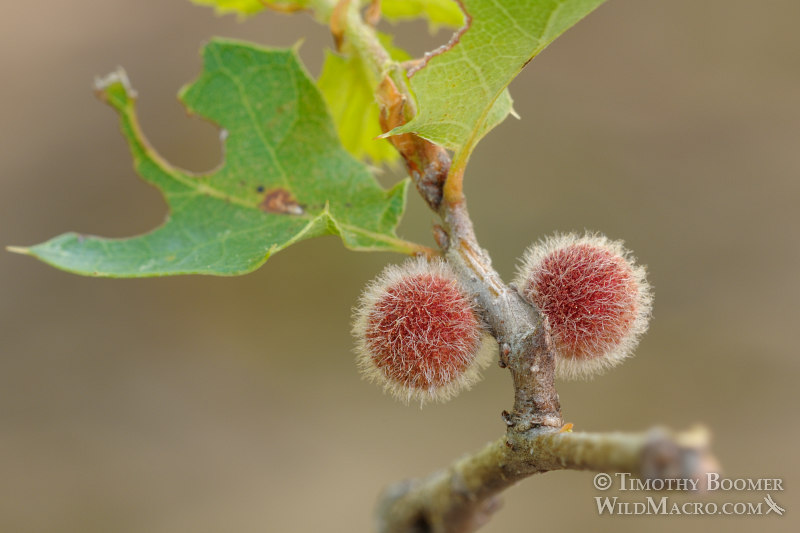 Fuzzy gall wasp (Disholcaspis washingtonensis) galls on California scrub oak. Stebbins Cold Canyon Reserve, Solano County, California, USA. Stock Photo ID=GAL00038