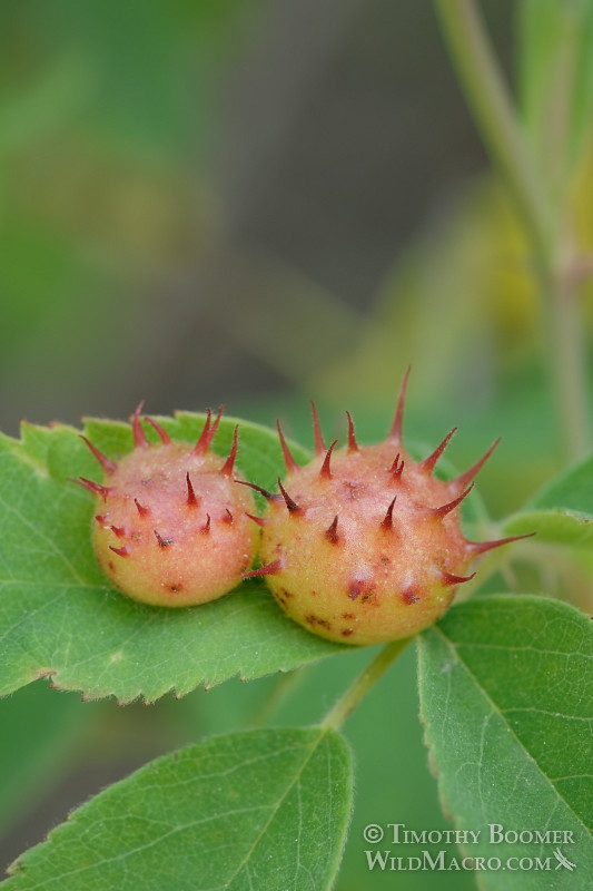 Spiny leaf gall wasp (Diplolepis polita) galls on a rose leaf.  Davis, Yolo county, CA. Stock Photo ID=GAL0002