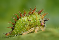 Insects Image Library