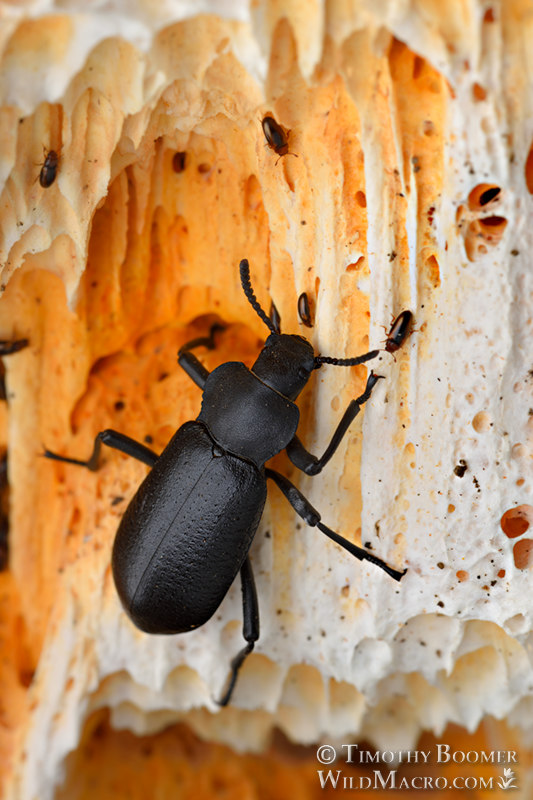 Darkling beetle (Iphthiminus lewisii) feeding on orange sponge polypore (Pycnoporellus alboluteus). Eldorado National Forest, Sierra Nevada, Amador County, California, USA.  Stock Photo ID=INS0100