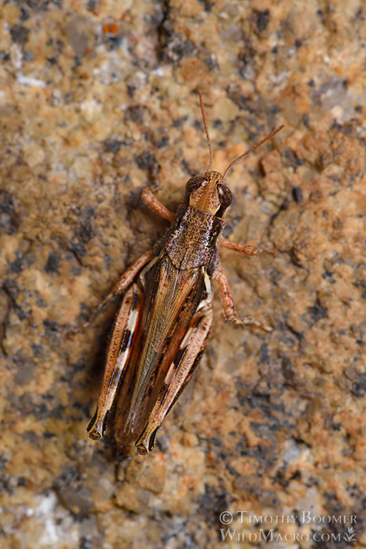 Migratory grasshopper (Melanoplus sanguinipes).  Silver Lake, Sierra Nevada, Amador County, California, USA.  Stock Photo ID=GRA0011