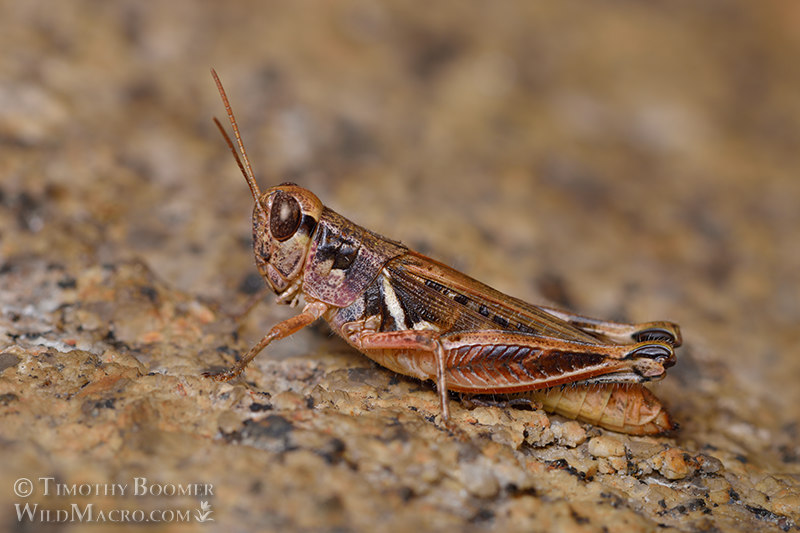 Migratory grasshopper (Melanoplus sanguinipes).  Silver Lake, Sierra Nevada, Amador County, California, USA.  Stock Photo ID=GRA0012