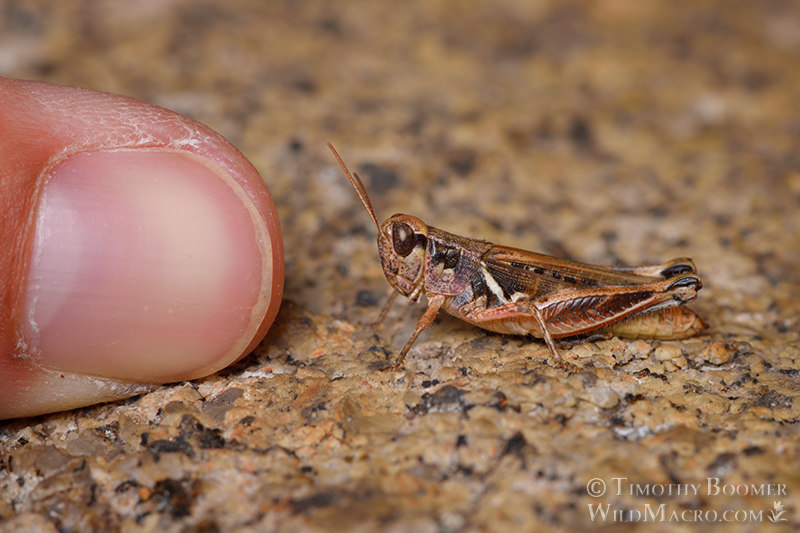 Migratory grasshopper (Melanoplus sanguinipes).  Silver Lake, Sierra Nevada, Amador County, California, USA.  Stock Photo ID=GRA0013