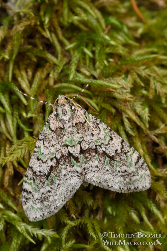 Mottled gray carpet moth (Cladara limitaria), Hodges #7637.  Kruse Rhododendron State Natural Reserve, Sonoma County, California, USA. Stock Photo ID=MOT0008