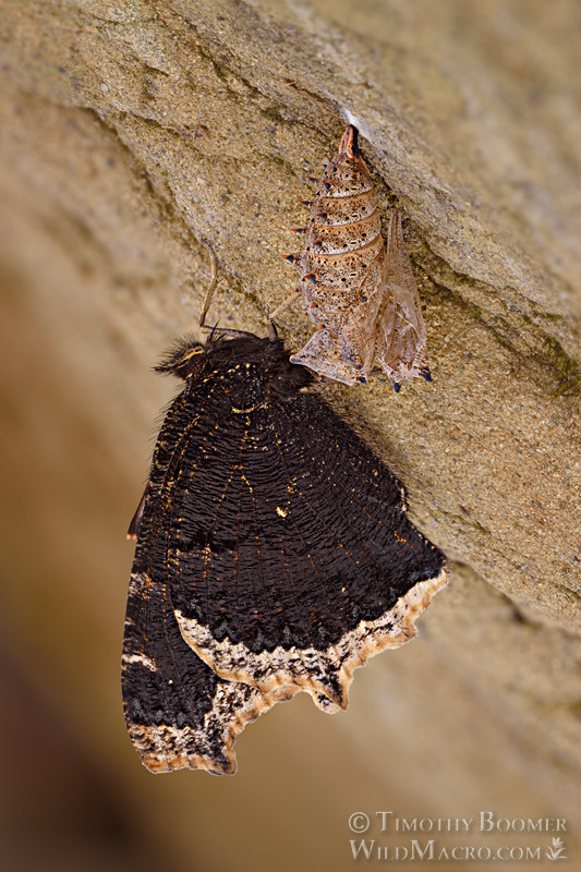 Mourning cloak (Nymphalis antiopa), butterfly recently emerged from chrysalis.  Stebbins Cold Canyon Reserve, Solano County, California, USA. Stock Photo ID=BUT0090