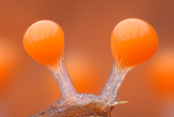 Slime Molds (Myxomycetes) Image Library