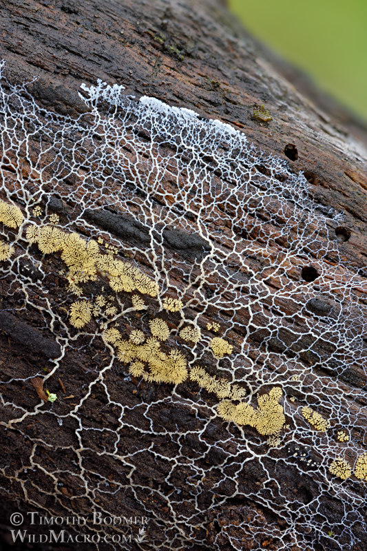 Honeycomb coral slime mold (Ceratiomyxa fruticulosa).  Briones Regional Park, Contra Costa County, California, USA.  Stock Photo ID=SLI0009