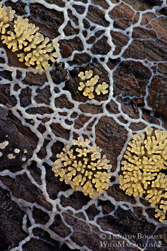 Honeycomb coral slime mold (Ceratiomyxa fruticulosa).  Briones Regional Park, Contra Costa County, California, USA.  Stock Photo ID=SLI0010