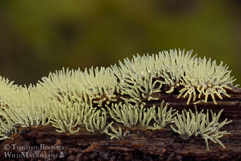 Honeycomb coral slime mold (Ceratiomyxa fruticulosa), yellow form.  Kruse Rhododendron SNR, Sonoma County, California, USA.  Stock Photo ID=SLI0074