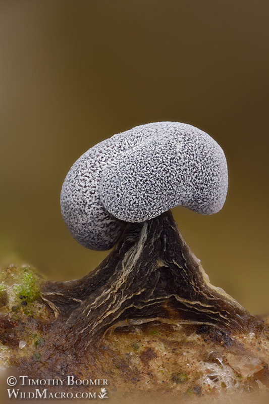Physarum album (slime mold).  Browns Valley Open Space Preserve, Solano County, California, USA.  Stock Photo ID=SLI0082