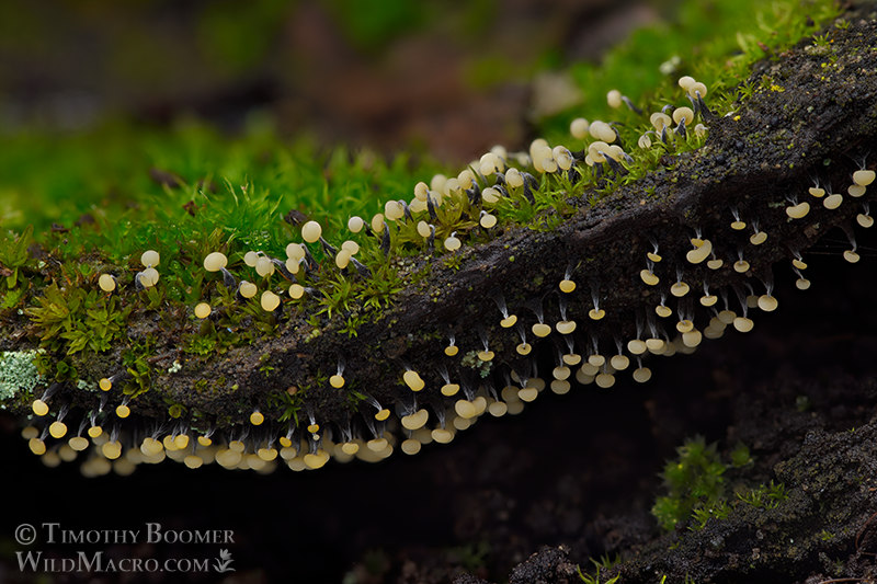 Physarum album (slime mold).  Browns Valley Open Space Preserve, Solano County, California, USA.  Stock Photo ID=SLI0084