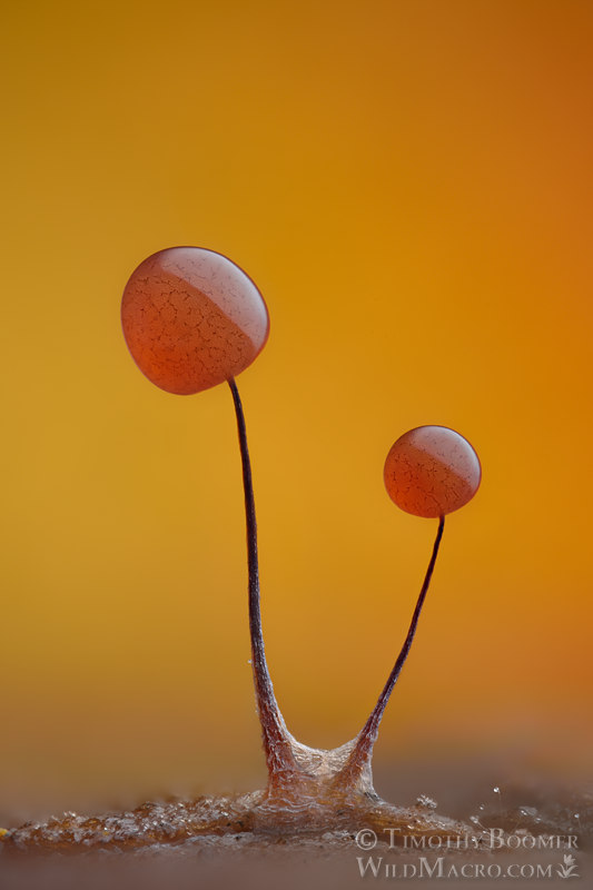 Slime mold (Comatricha nigra). Vacaville, Solano County, California, USA.  Stock Photo ID=SLI0093