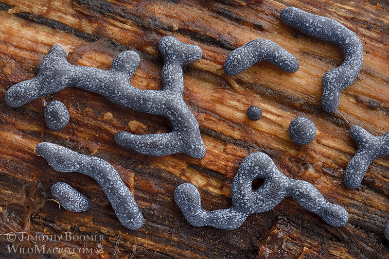 Slime mold (Physarum cinereum). Vacaville, Solano County, California, USA.  Stock Photo ID=SLI0087