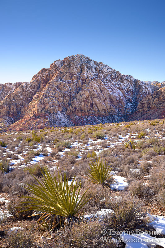 White Rock Mountain.  Red Rock Canyon National Conservation Area, Las Vegas, Clark County, Mojave Desert, Nevada.  Stock Photo ID=SCE0195