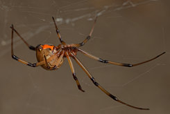 Spiders Image Library