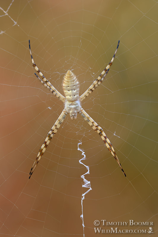 Banded garden spider (Argiope trifasciata).  Stebbins Cold Canyon Reserve, Solano County, USA.  Stock Photo ID=SPI0292