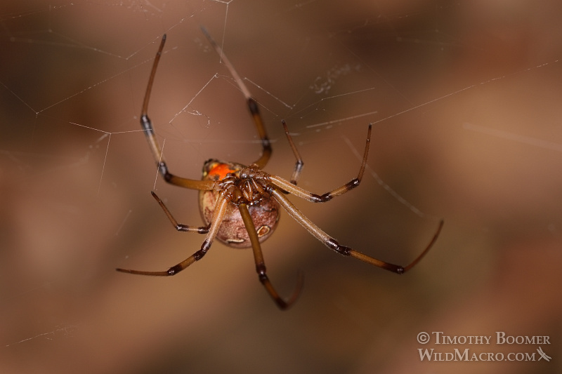 Brown widow (Latrodectus geometricus), a venomous spider now common in Southern California. Stock Photo ID=SPI0250