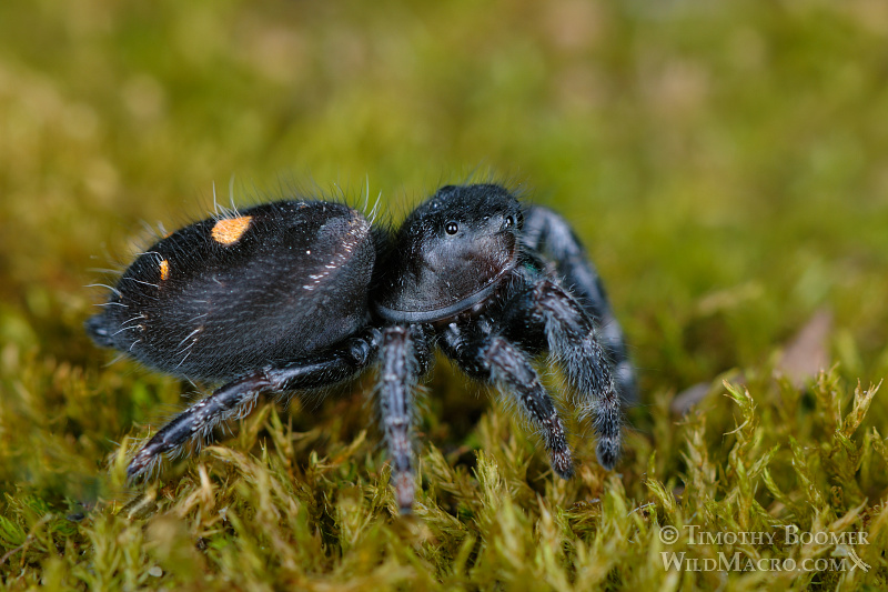 Daring jumping spider (Phidippus audax).  Also known as the bold jumper, this species is easily recognized by three white or orange spots on its abdomen and its bright blue-green iridescent chelicerae (mouthparts). Stock Photo ID=SPI0193