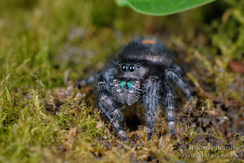 Daring jumping spider (Phidippus audax).  Also known as the bold jumper, this species is easily recognized by three white or orange spots on its abdomen and its bright blue-green iridescent chelicerae (mouthparts). Stock Photo ID=SPI0194
